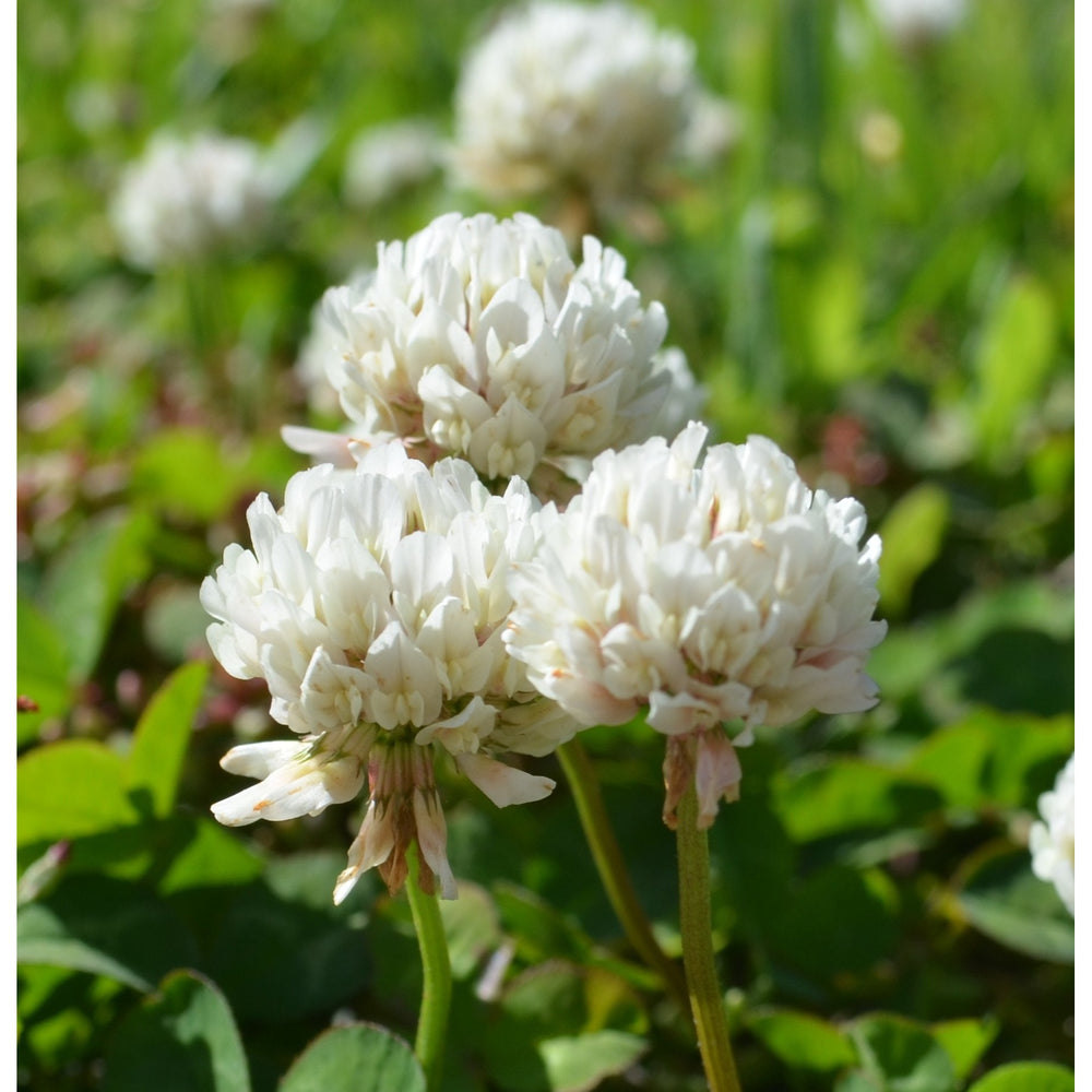 White Dutch Clover Seed: Nitro-Coated & Inoculated | Seed World